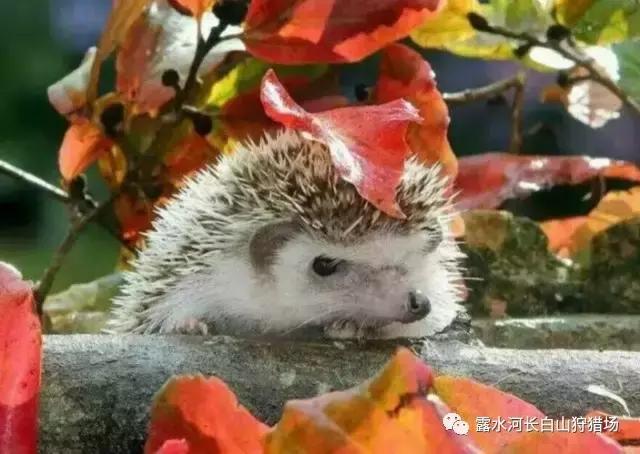 往事如烟猜一动物?深度解析与落实