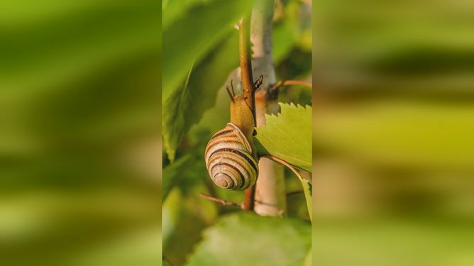 秋雨绵绵中的团结之谜—解密蜗牛的寓意 秋雨绵绵中的团结之谜—解密蜗牛的寓意