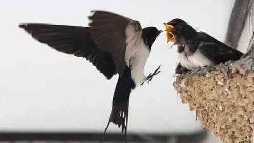 生肖本命带绿花是打一正确生肖，揭秘背后的文化寓意