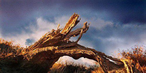 今朝有酒今朝醉是什么生肖，背后的坚韧与不屈