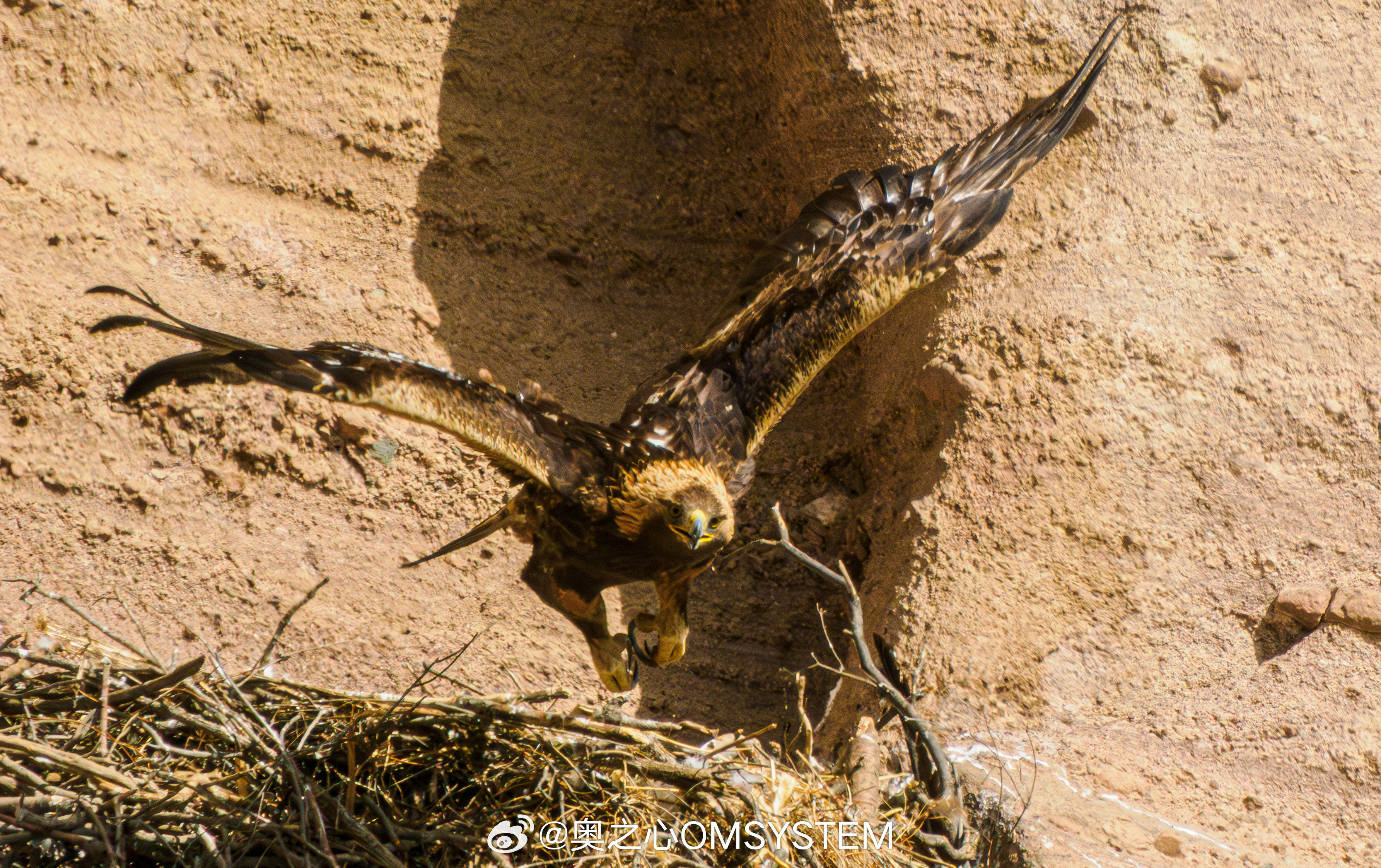 归心如飞，谜底揭晓—探秘归心如飞背后的动物奥秘