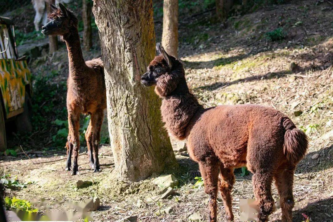 错落有致猜一动物,无限解释落实 错落有致猜一动物,无限解释落实