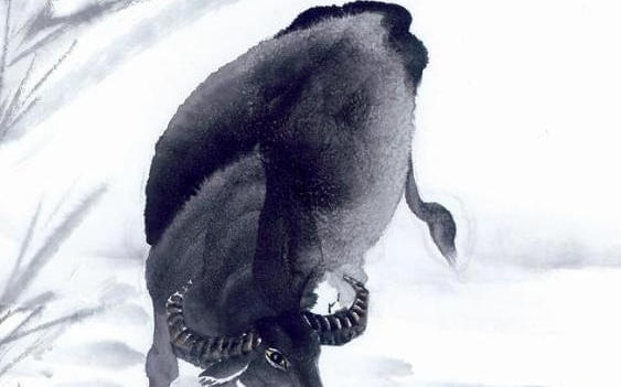 大名鼎鼎是什么生肖，解释与落实的和谐共舞