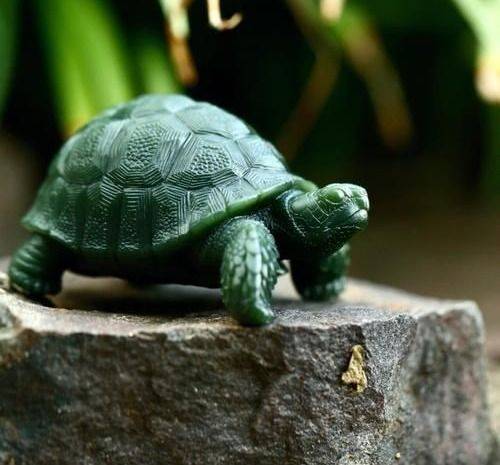 乌龟与生肖，一场误导解释的落实与反思