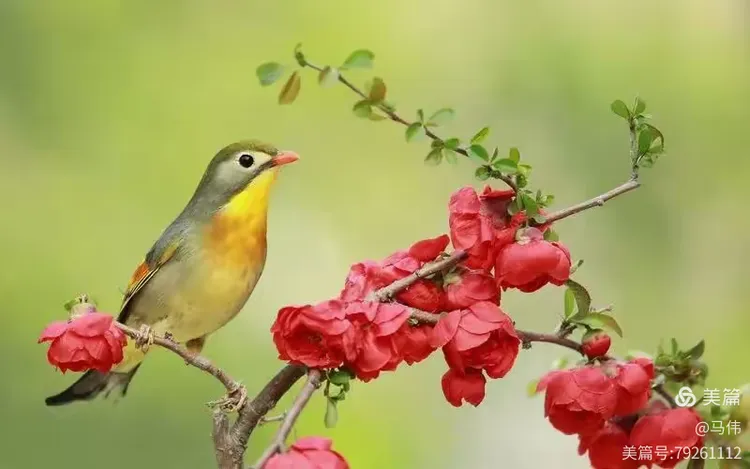 百鸟鸣春，揭秘绝佳作答背后的动物智慧