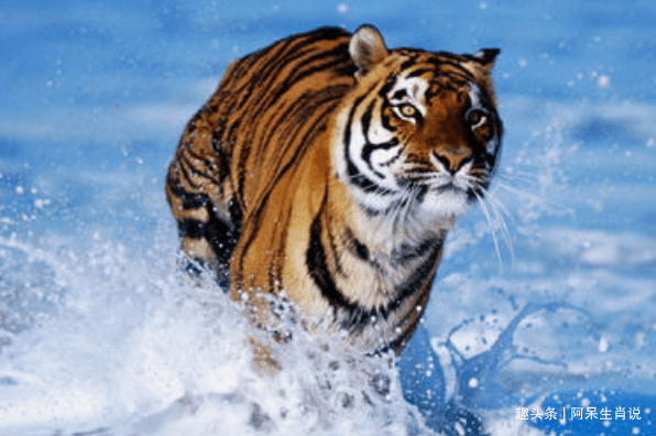 兵强马壮猜一动物,的精准解答与落实精神 兵强马壮猜一动物,的精准解答与落实精神