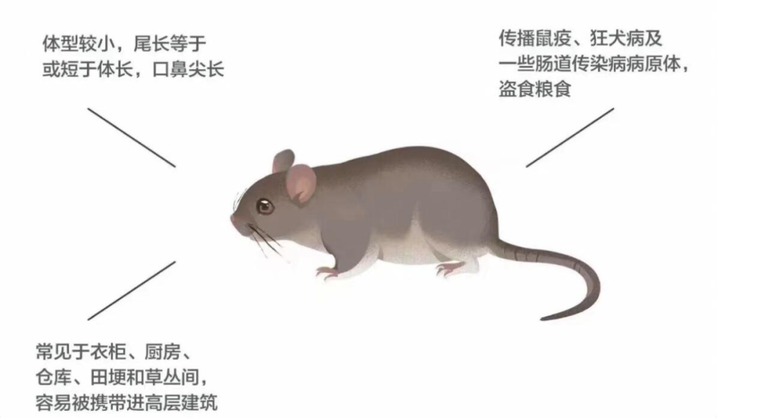 跋山涉水，探寻生肖中的智慧与勇气—以鼠为例的深度解析