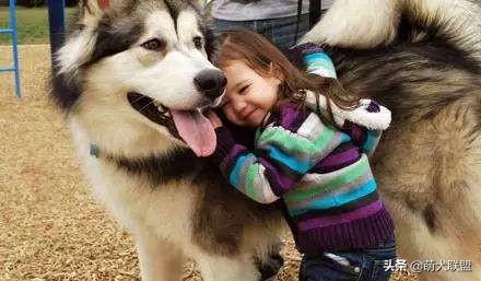 天生美丽与友爱—生肖兔的独特魅力