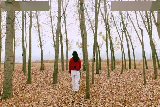 秋去冬来打一生肖，成就解释落实