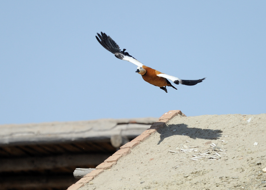 高瞻远瞩代表猜一动物,积极解释落实 高瞻远瞩代表猜一动物,积极解释落实
