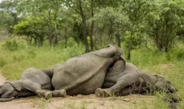 谜语揭秘，东倒西歪猜一动物