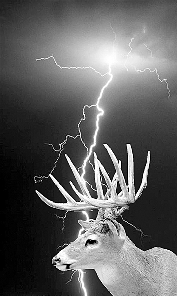 鹿死谁手，生肖动物中的智慧较量与友爱精神