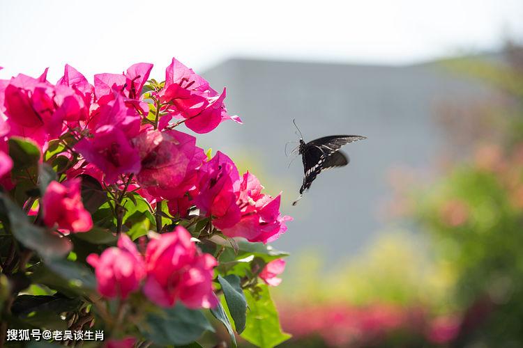 玉树临风生肖，热议、解释与落实的深度探讨