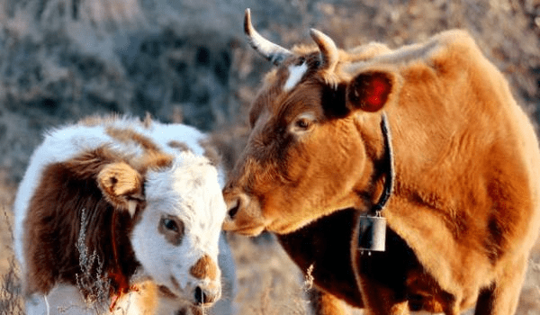 揭秘龙女与生肖的绝配情缘，探寻最佳生肖伴侣