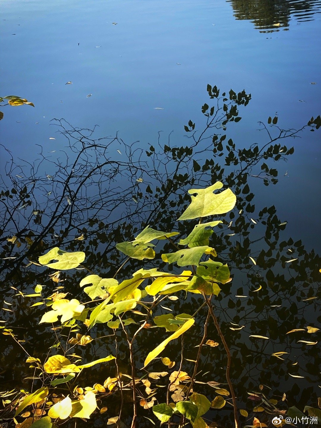 秋声八月，谜中寻趣—揭秘九猜之谜的动物世界
