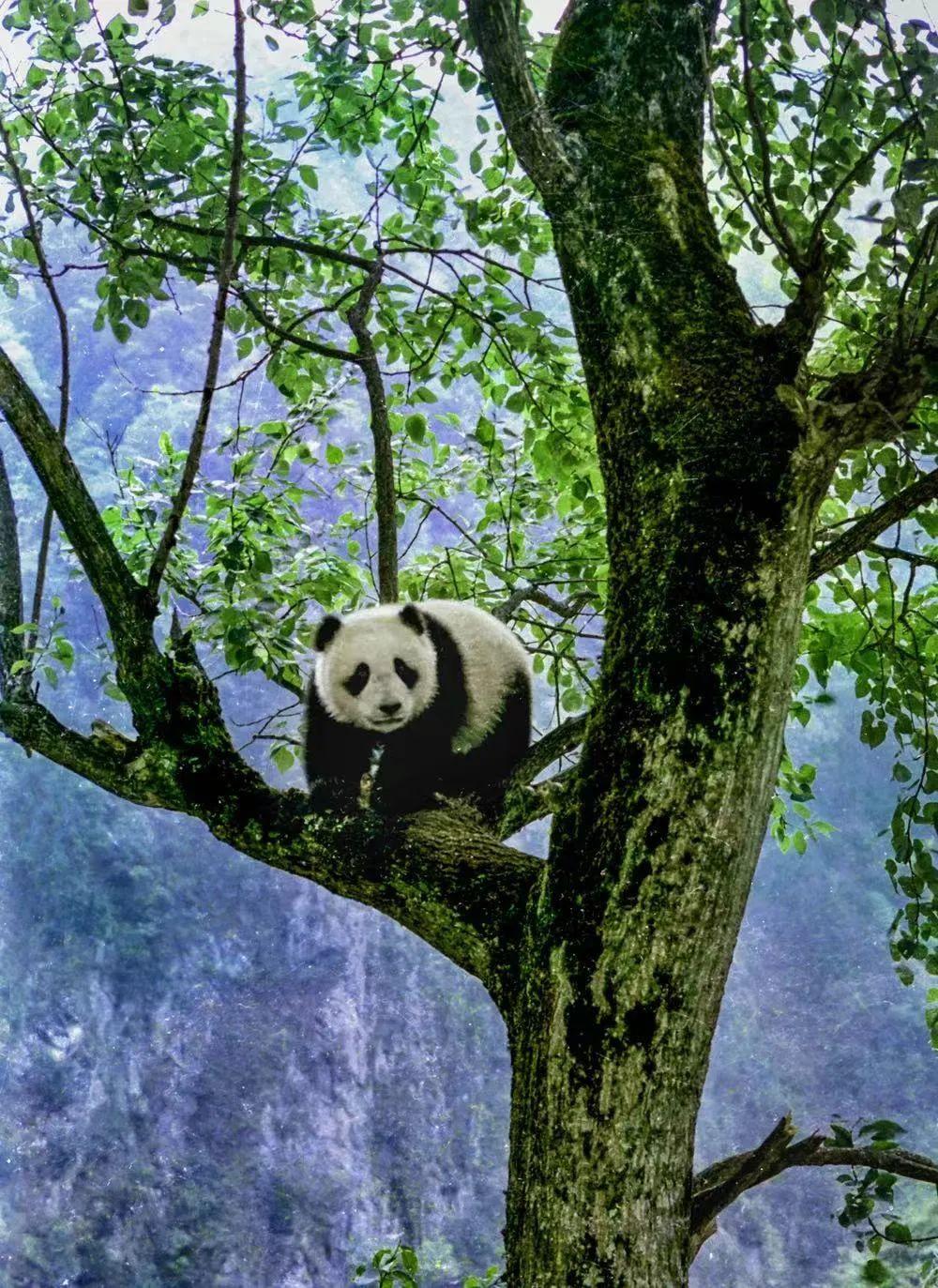 沾沾自喜与生肖之谜，探寻文化与心理的微妙联系