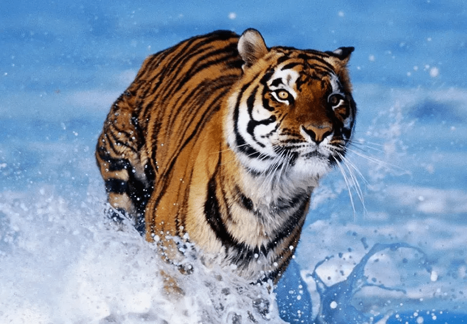 与虎谋皮猜一生肖，之谜与人生哲理的深度解析