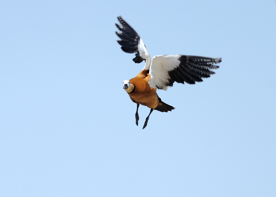 高瞻远瞩代表猜一动物，积极解释落实