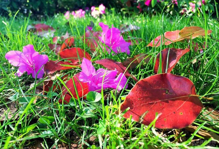 八面春风吹大地，揭秘生肖背后的智慧与策略