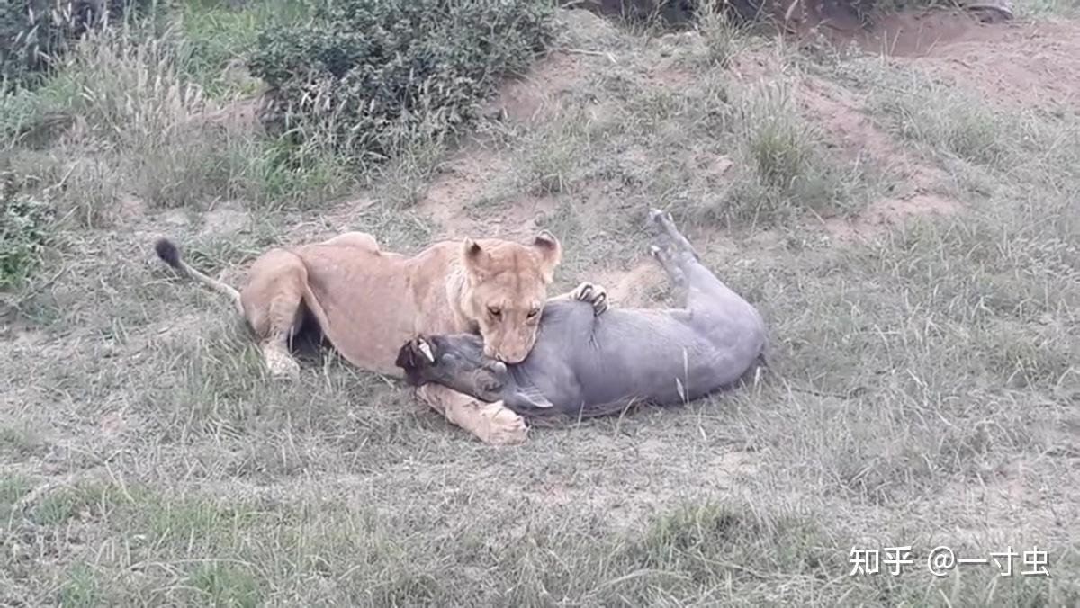 狭路相逢猜一动物，智慧与勇气的较量