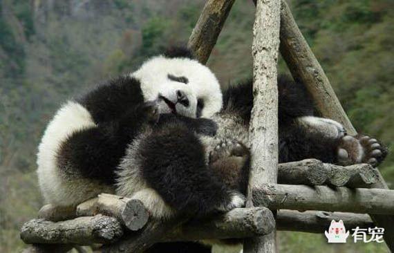 上海雨人猜一动物?发现作答落实解释