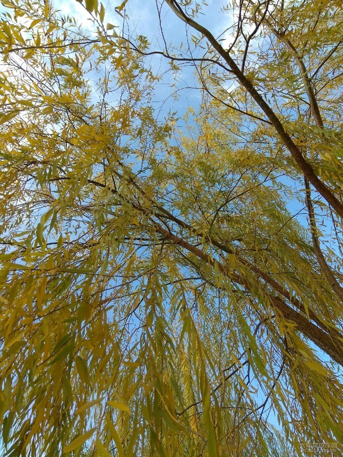 秋去冬来打一生肖，成就解释落实