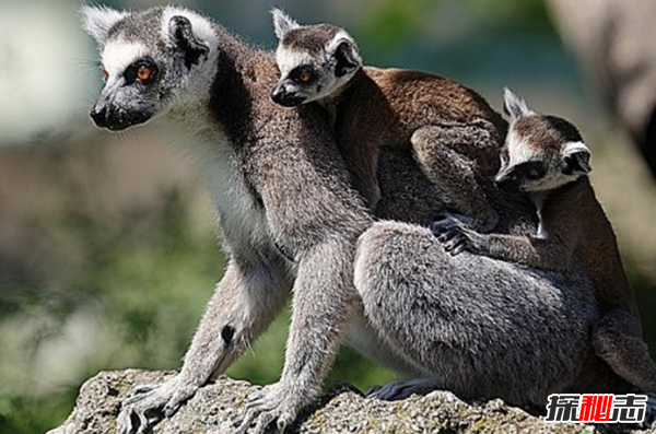 揭秘一拥而上背后的神秘动物—真相即将浮出水面