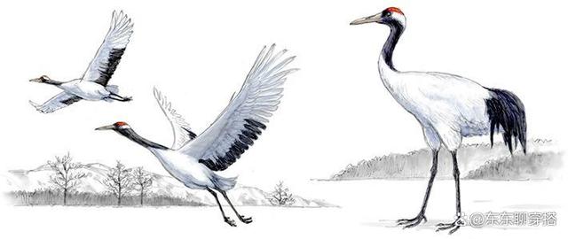 仙鹤与生肖的神秘联系,探寻文化深意与象征寓意 仙鹤与生肖的神秘联系,探寻文化深意与象征寓意