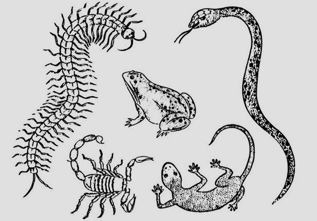 大江东去打一正确生肖，的精准解答与落实精神