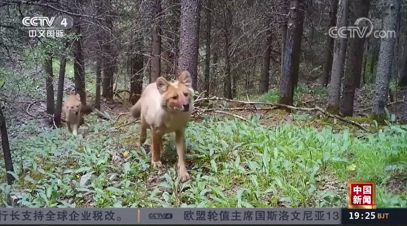 野性难驯，谜底揭晓，探秘豹之谜