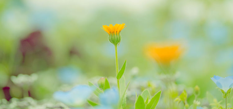 清明节与生肖智慧，传统与策略的交融