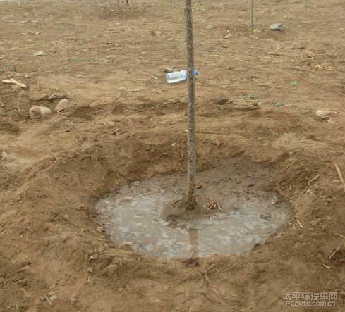 参天大树前人栽,生肖之谜与文化传承 参天大树前人栽,生肖之谜与文化传承