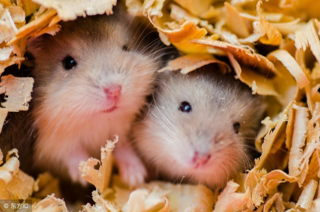 犹豫不决的生肖奥秘，揭秘属鼠人的决策困境