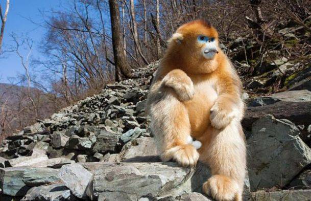 居无定所的生肖，谁来落实解答？