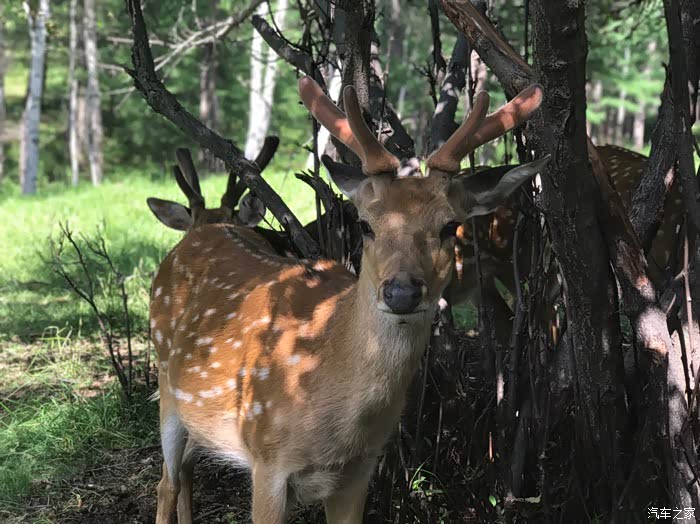 揭秘名列前茅背后的动物寓意,探秘鹿的智慧与象征 揭秘名列前茅背后的动物寓意,探秘鹿的智慧与象征