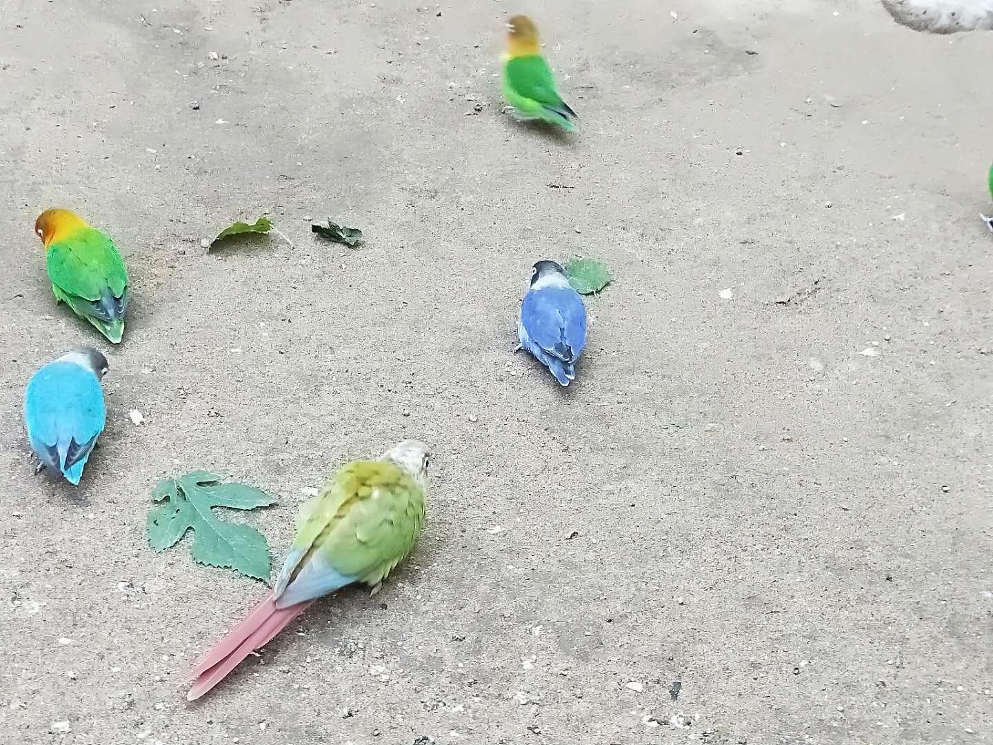 走马观花猜一动物，全面解析与落实