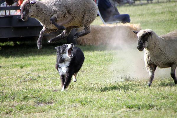 易烊千玺的生肖，生肖羊的独特魅力与个人成长轨迹的深度解析