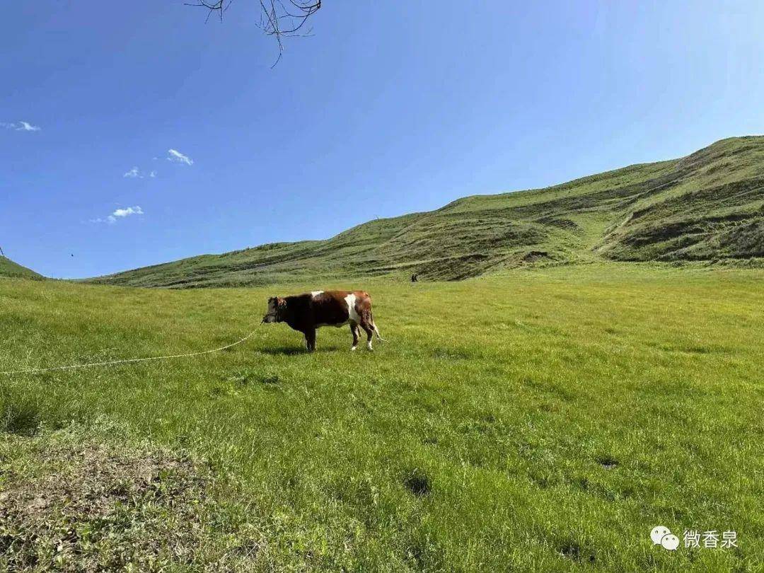 绿草如茵猜一生肖，采民作答落实解释
