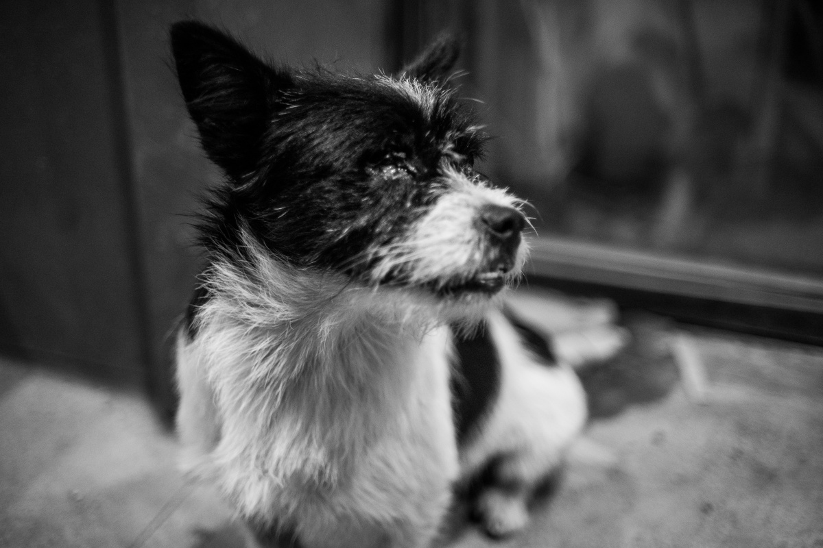 丧家之狗,生肖中的智慧与战略运用 丧家之狗,生肖中的智慧与战略运用