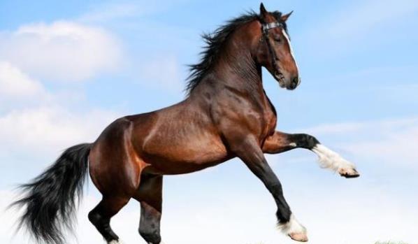 马和什么生肖相配，佩服作答落实解释