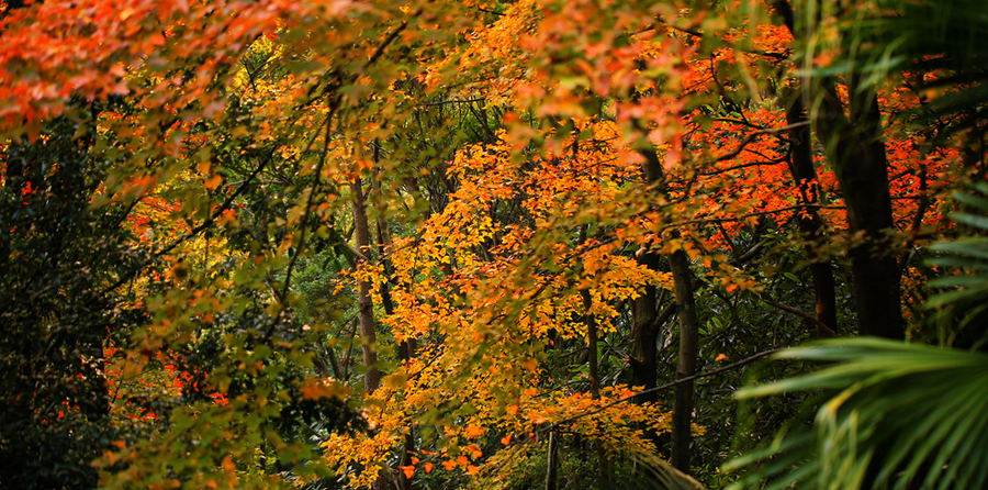 秋意盎然，生肖与秋天的故事与寓意