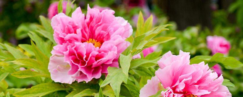 牡丹花是什么生肖，解析作答落实解释