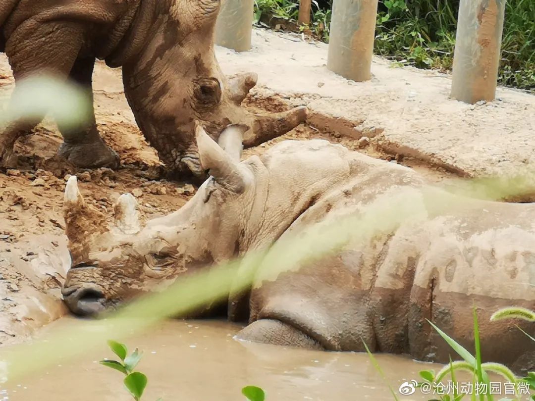 义无反顾猜一动物，勇往直前的犟驴