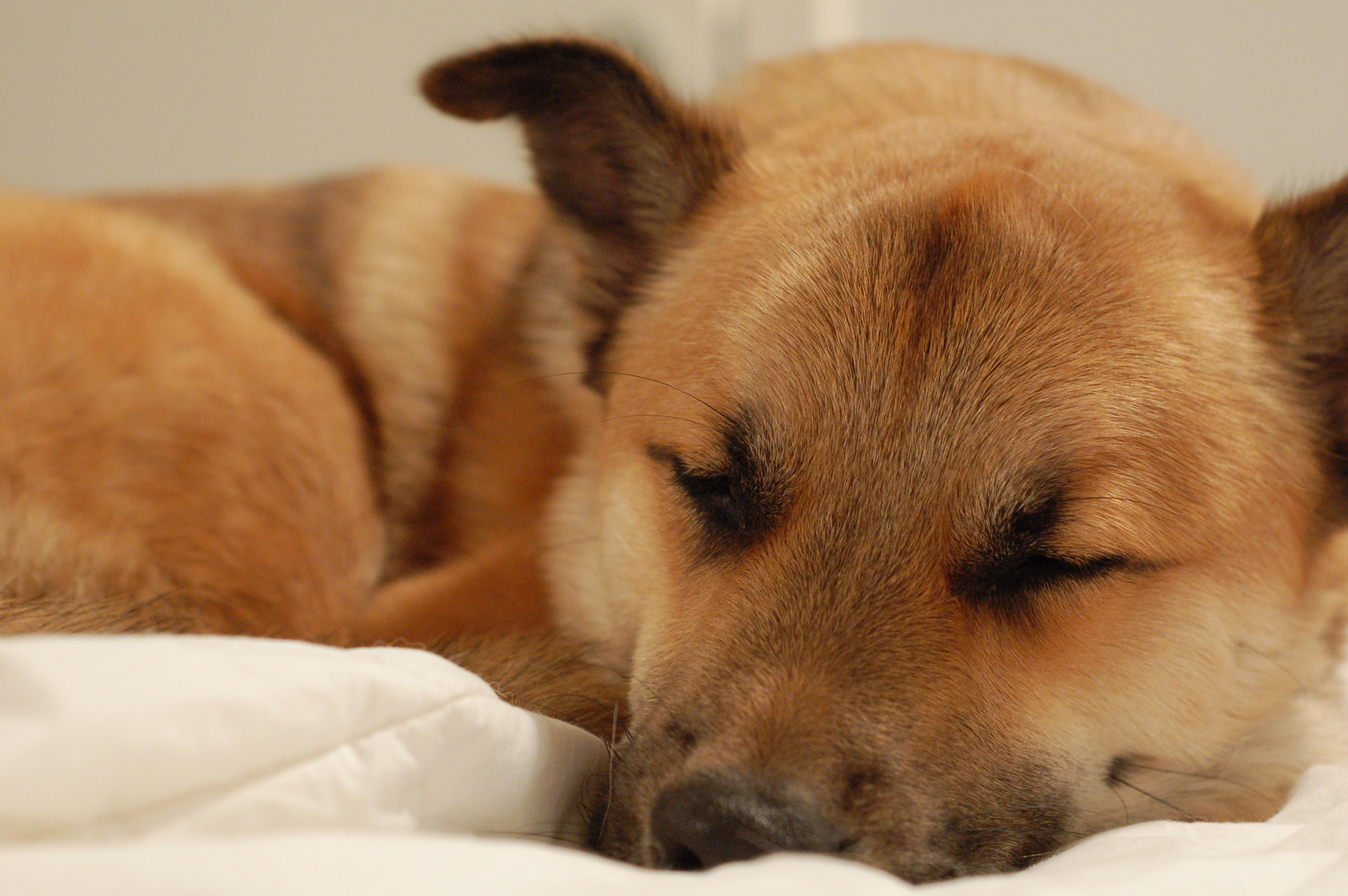 无精打采的动物与生肖之谜，解读与现代生活的启示