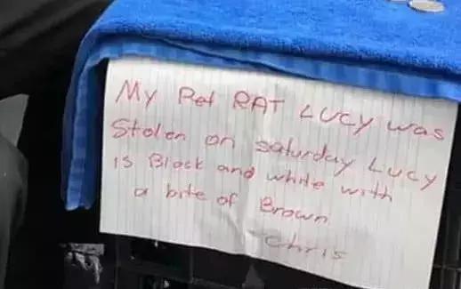 聪明的动物，生肖之鼠的智慧启示