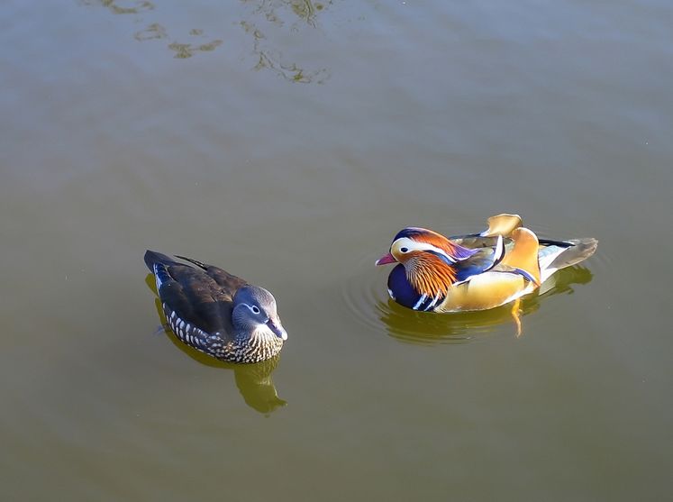患难与共，共渡风雨的智慧之鸟—鸳鸯