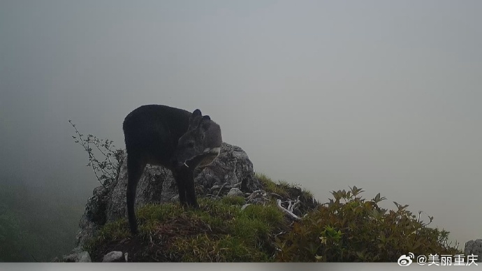 雾隐谜踪，五里云雾中的神秘动物