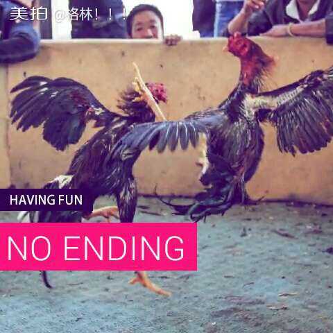 杀气腾腾的生肖，积极作答，落实解释