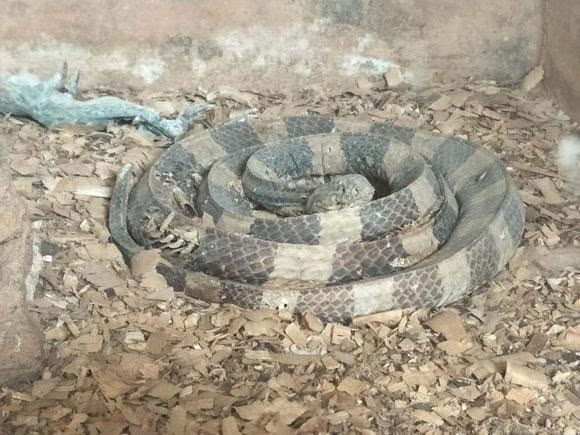 死气沉沉是指什么生肖，的最快解答落实