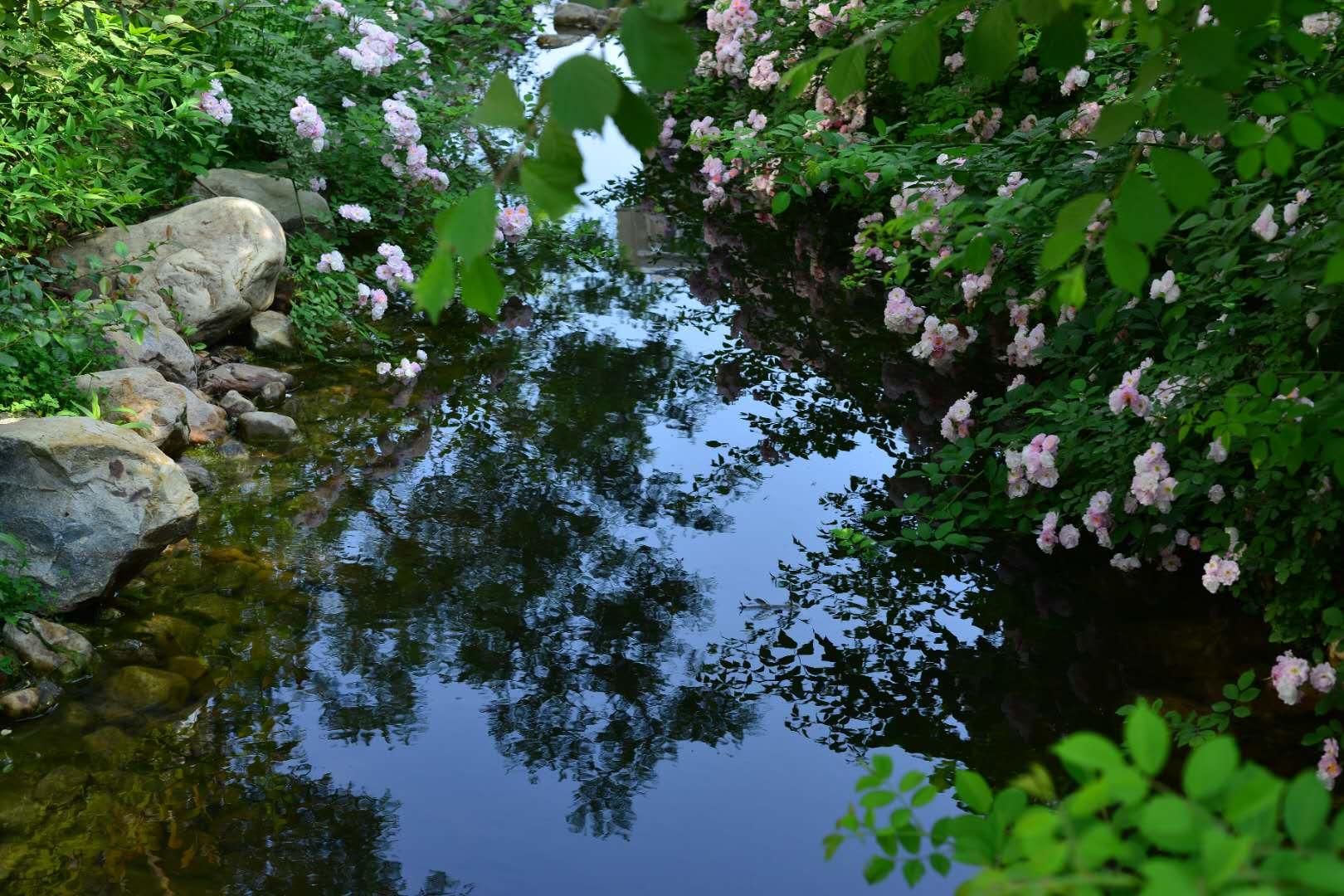 杏花属什么生肖，全面揭晓解释落实